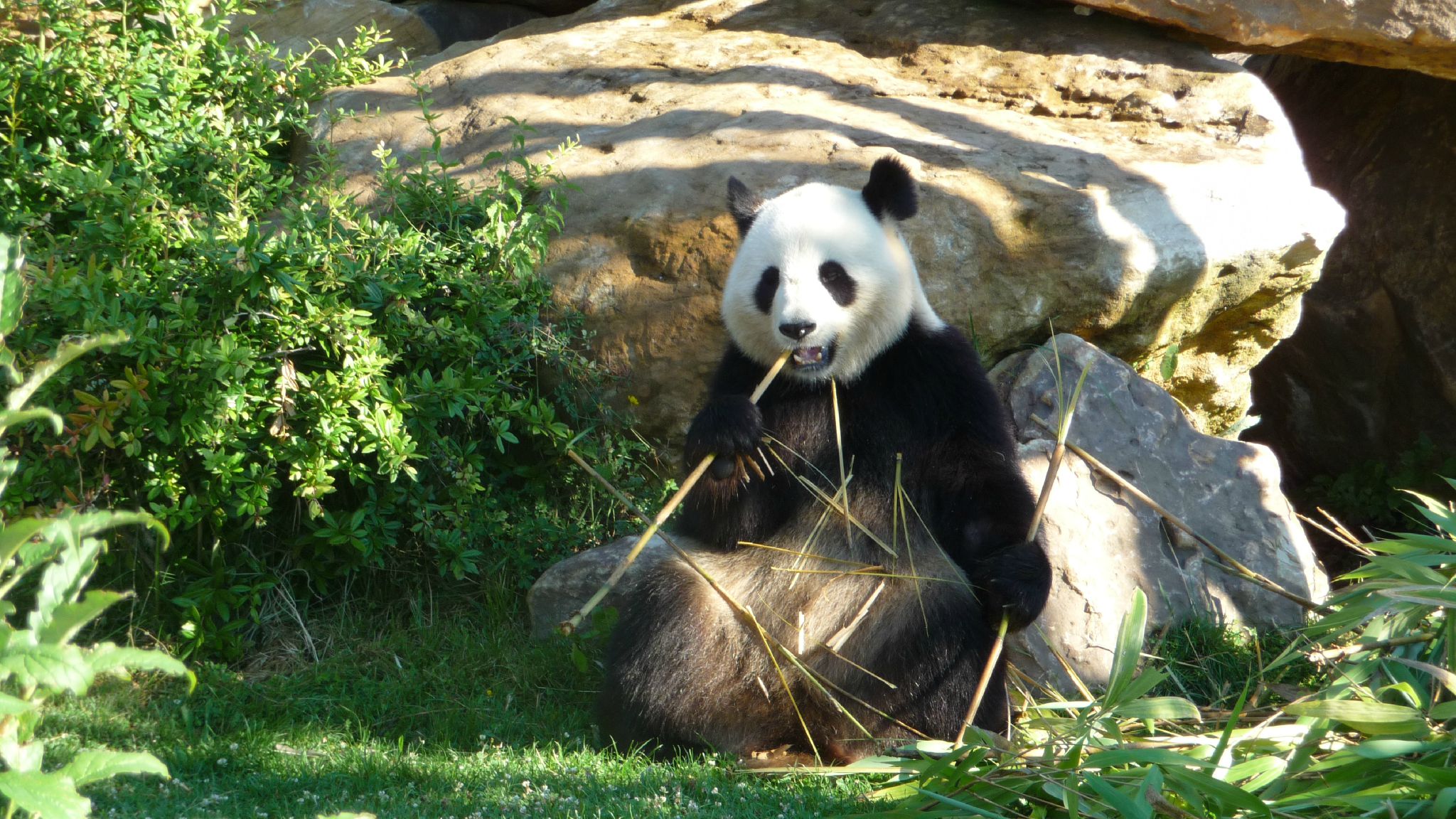 zoo de beauval